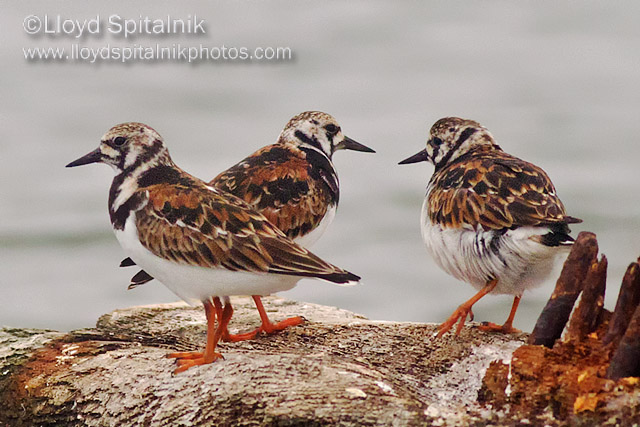 Ruddy Turnstone