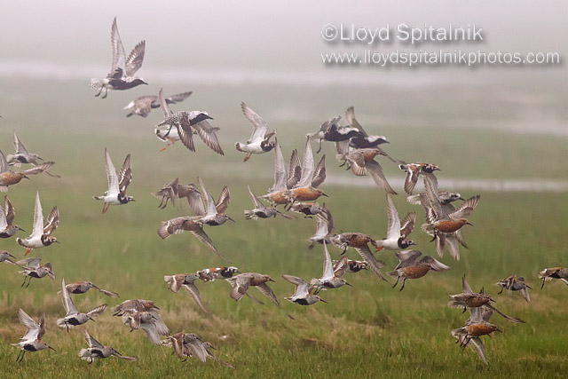 Red Knot