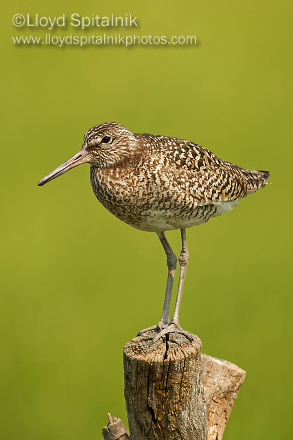 Willet (Eastern breeding)