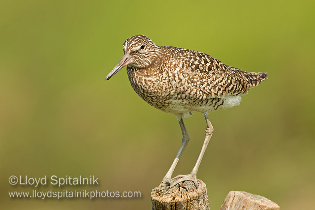Willet  (Eastern breeding)