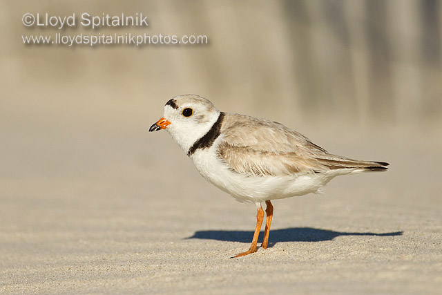 Piping Plover (breeding male)
