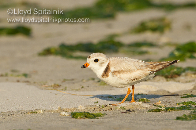Piping Plover