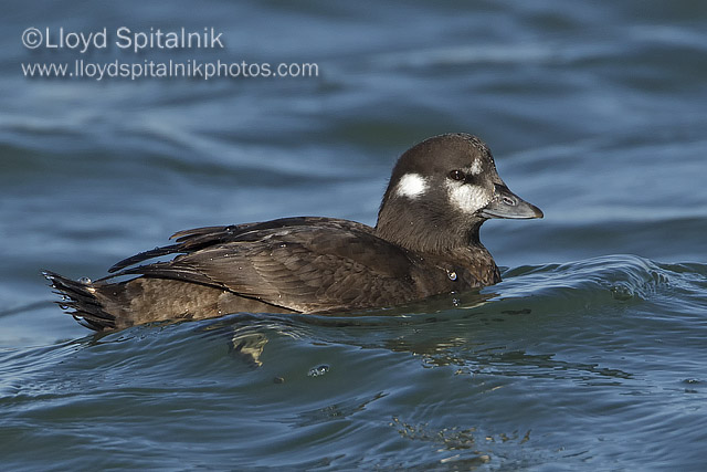 Harlequin Duck (female)