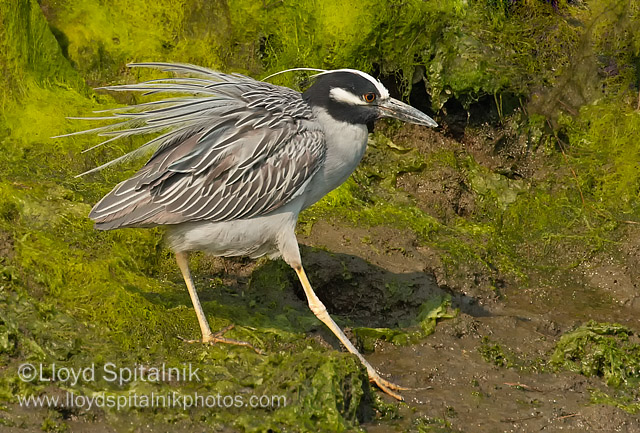 Yellow-crowned Night-Heron