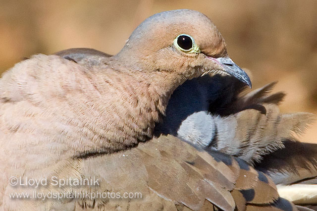 Mourning Dove