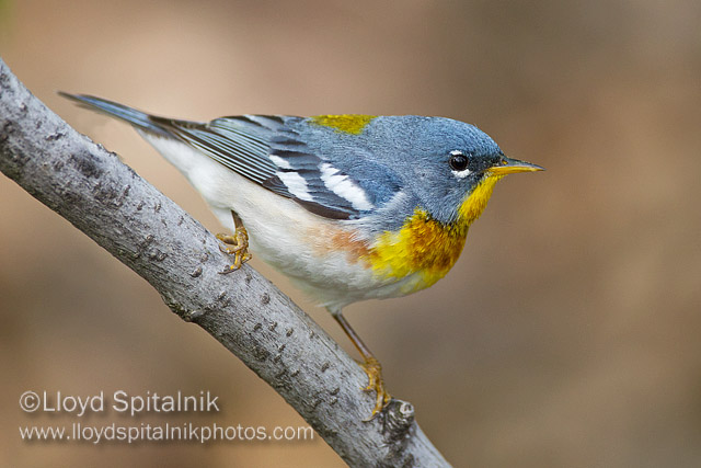Northern Parula