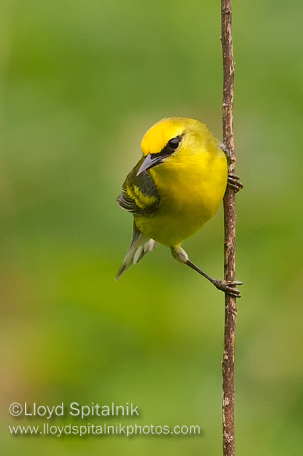Blue-winged  x Golden-winged Warbler Hybrid