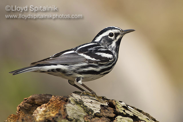 Black-and-white Warbler