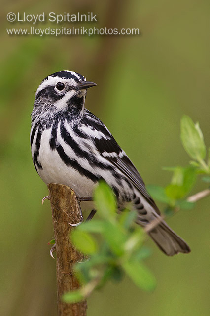 Black-and-white Warbler