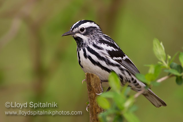 Black-and-white Warbler (male)