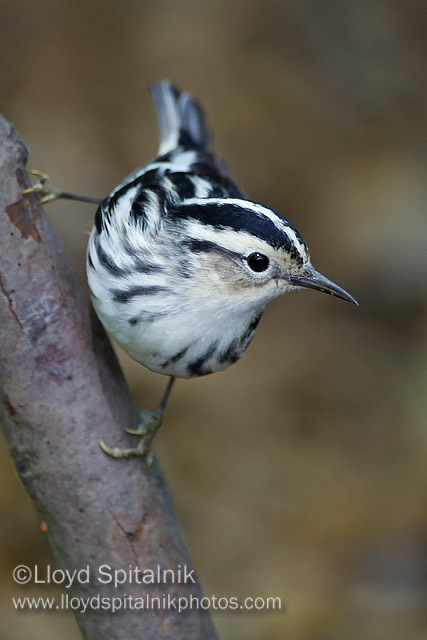 Black-and-white Warbler (female)