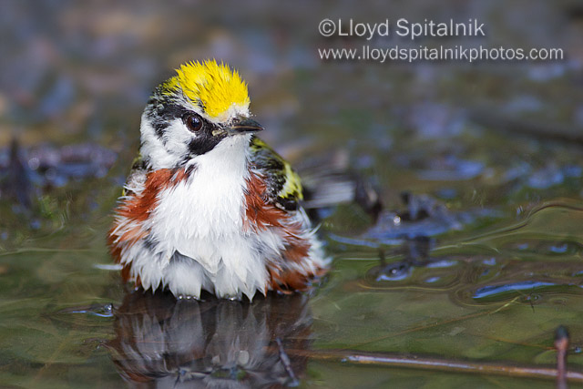 Chestnut-sided Warbler