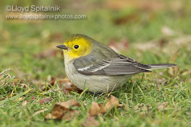 Hermit Warbler