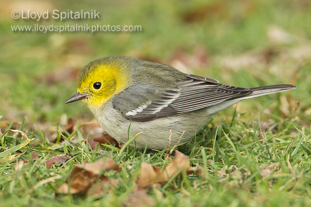 Hermit Warbler