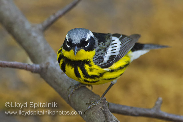 Magnolia Warbler (male)
