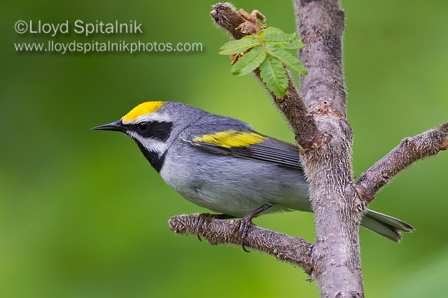 Golden-winged Warbler