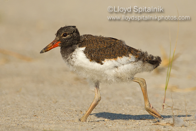 American Oystercatcher