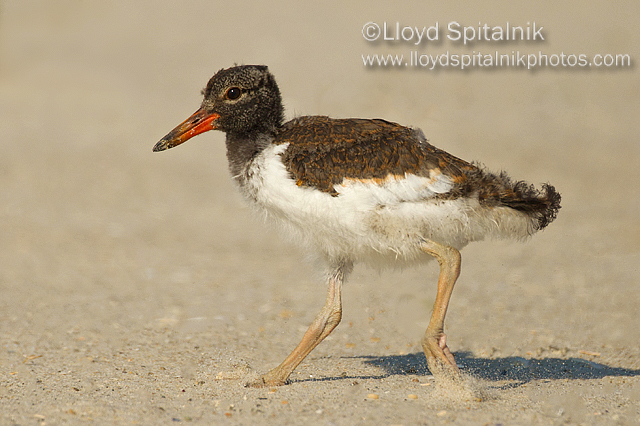 American Oystercatcher