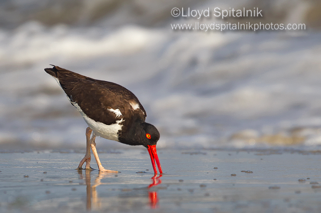 American Oystercatcher