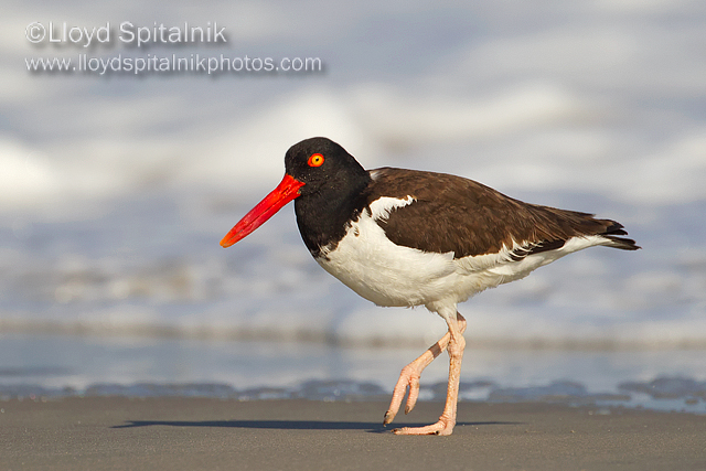 American Oystercatcher
