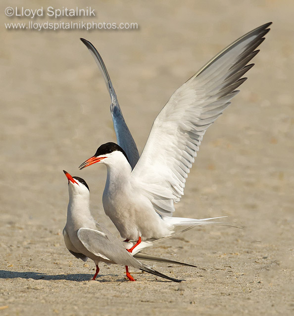 Common Tern