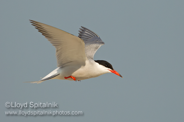 Common Tern