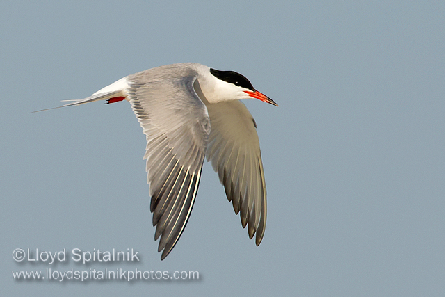 Common Tern