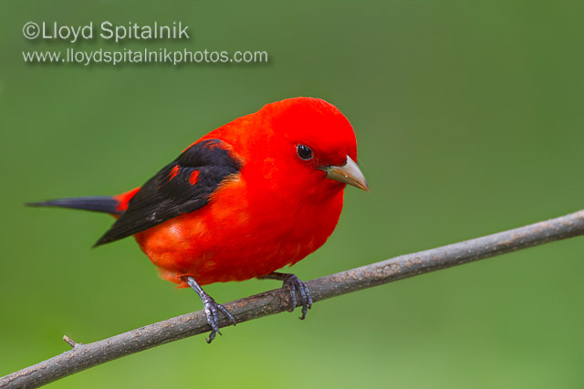 Scarlet Tanager