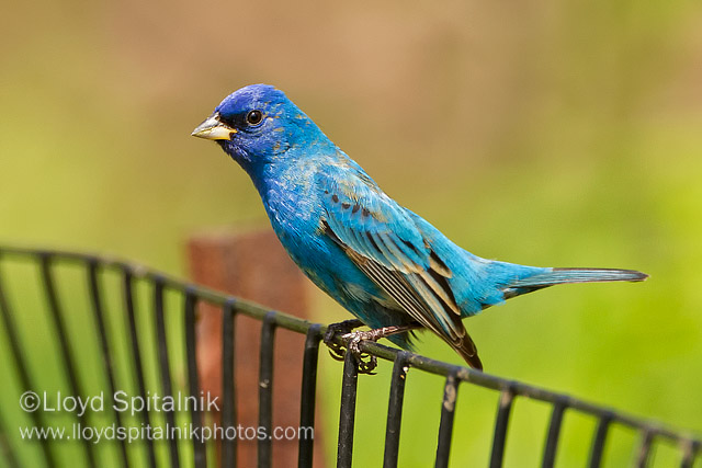 Indigo Bunting