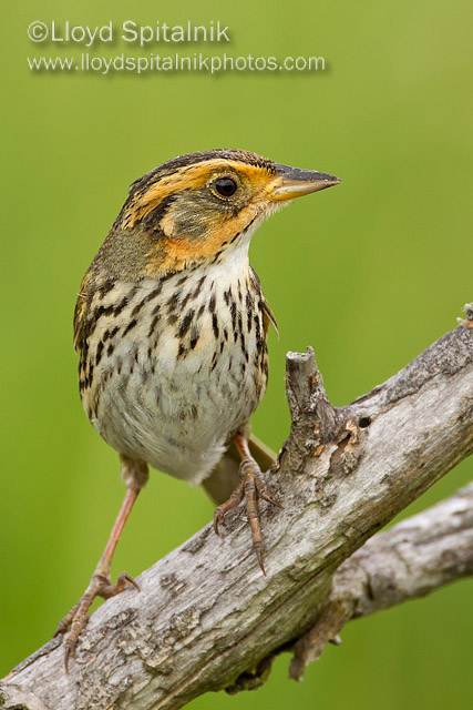 Saltmarsh Sparrow