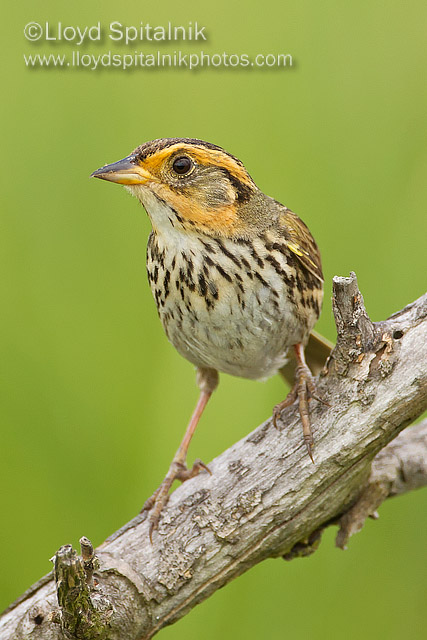 Saltmarsh Sparrow