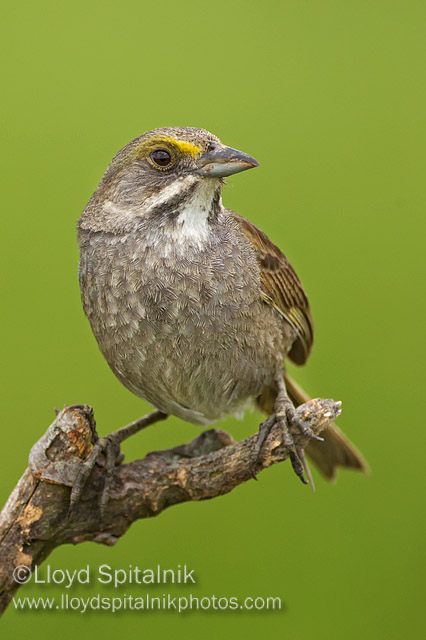 Seaside Sparrow