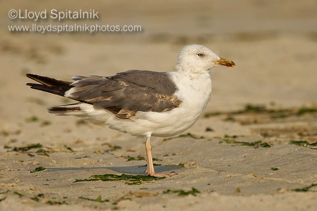 Lesser Black-backed Gull
