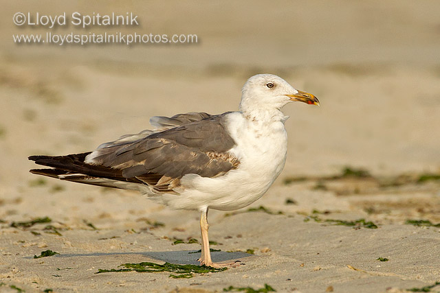 Lesser Black-backed Gull
