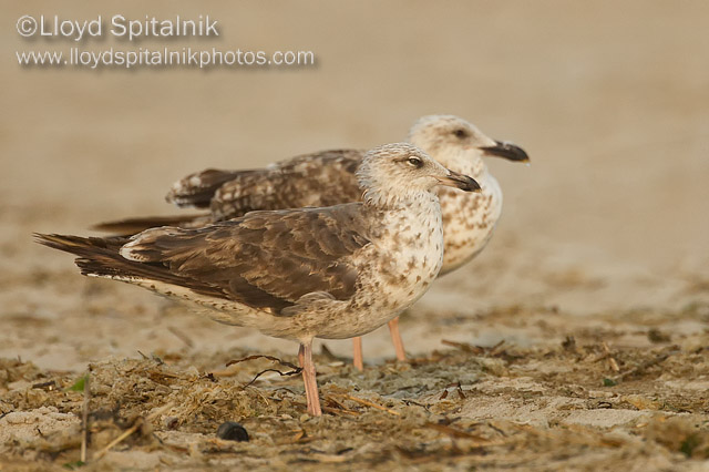 Lesser Black-backed Gull