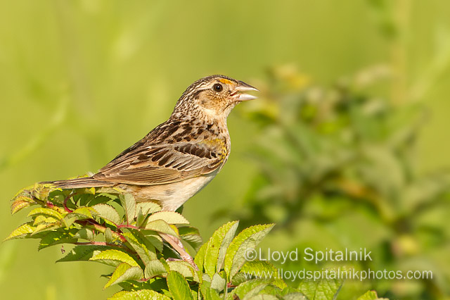 Grasshopper Sparrow