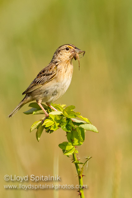 Grasshopper Sparrow