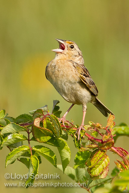 Grasshopper Sparrow