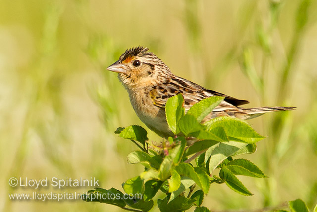 Grasshopper Sparrow