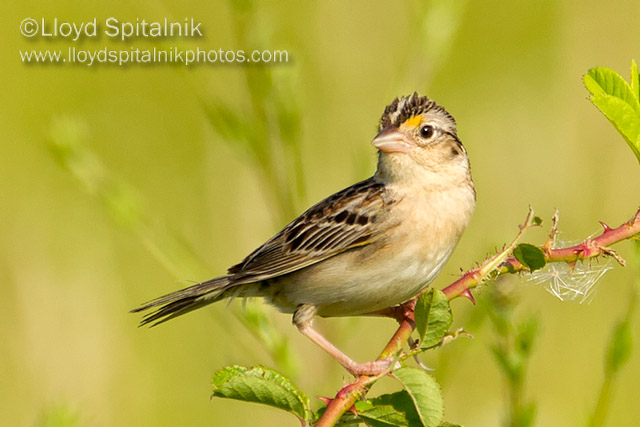 Grasshopper Sparrow