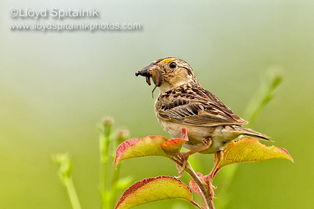 Grasshopper Sparrow