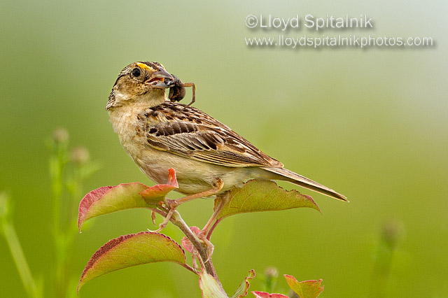 Grasshopper Sparrow
