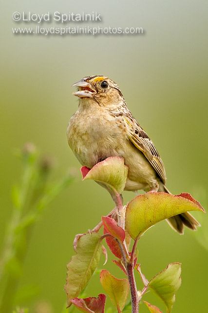 Grasshopper Sparrow