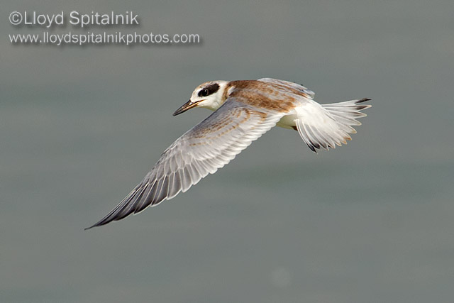 Forsters Tern