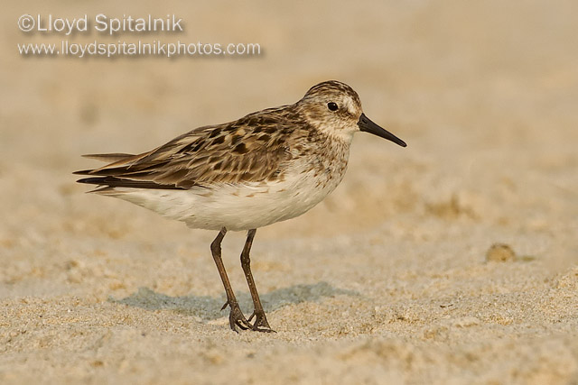 Semipalmated Sandpiper