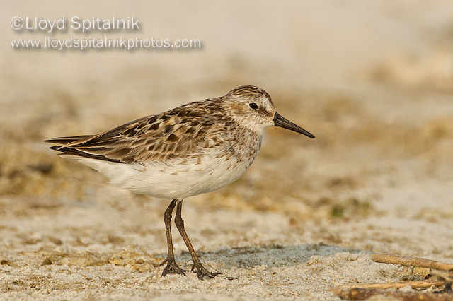 Semipalmated Sandpiper