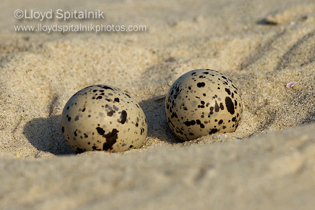American Oystercatcher eggs