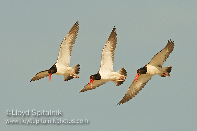 American Oystercatcher