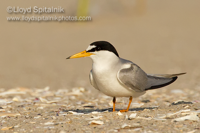 Least Tern