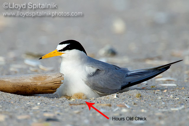 Least Tern
